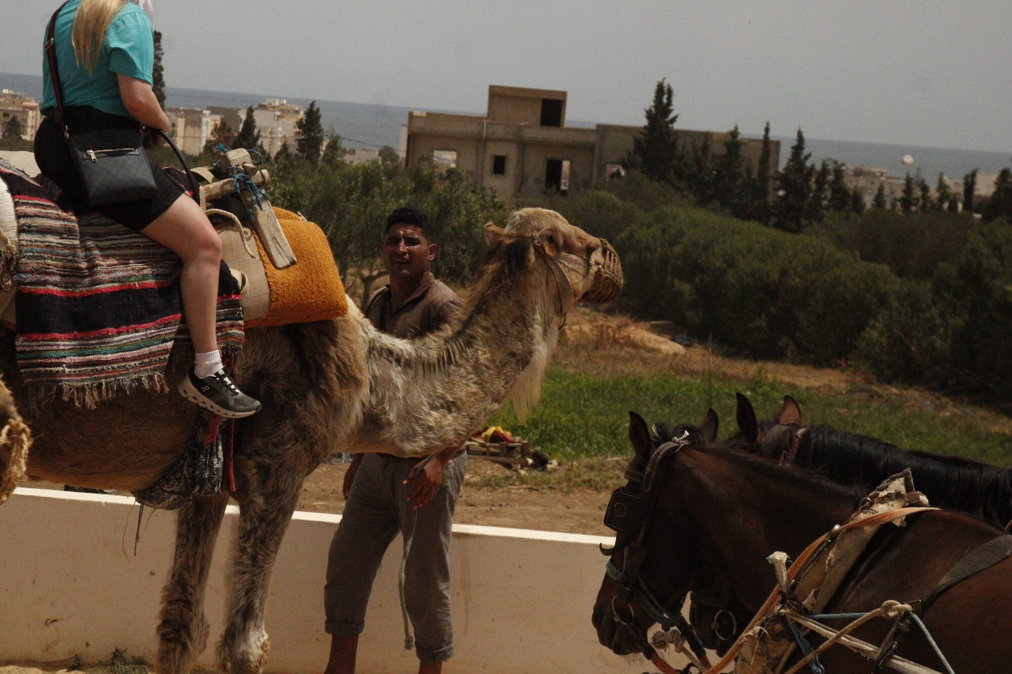 Tunisia Camel